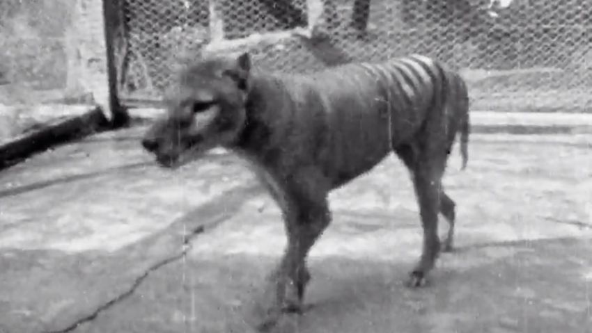 A 21-second newsreel clip featuring the last known images of the extinct thylacine (or Tasmanian Tiger) filmed in 1935, has been digitised in 4K and released by the National Film and Sound Archive of Australia (NFSA). Taken from the travelogue Tasmania The Wonderland, the images (shot in 1935) are thought to be the last ever filmed of a thylacine named 'Benjamin,' months before his death in 1936.