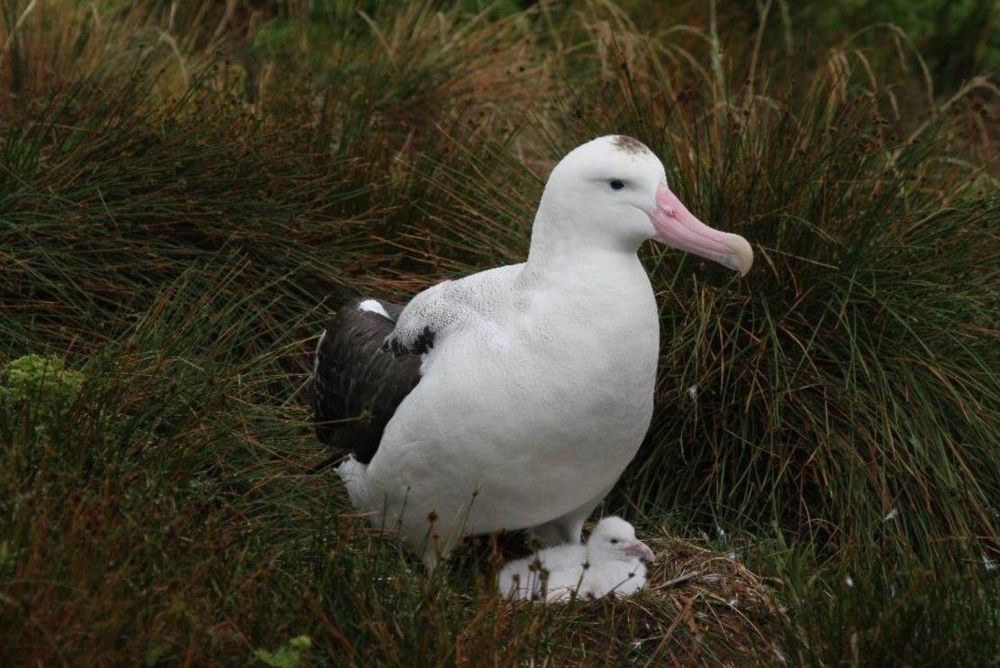 Conservationists were on the island to protect endangered birds. Pictured is an Ascension Albatross. 