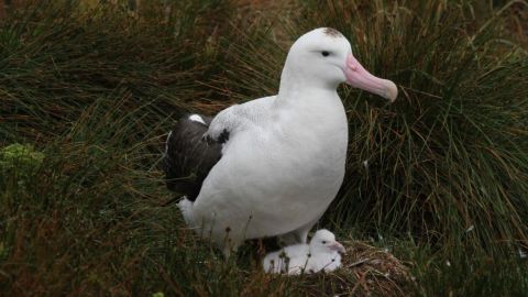 Conservationists were on the island to protect endangered birds. Pictured is an Ascension Albatross. 