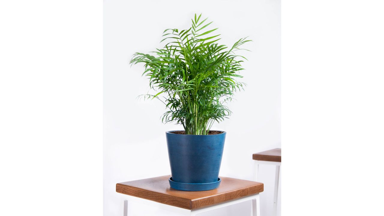 Parlor Palm