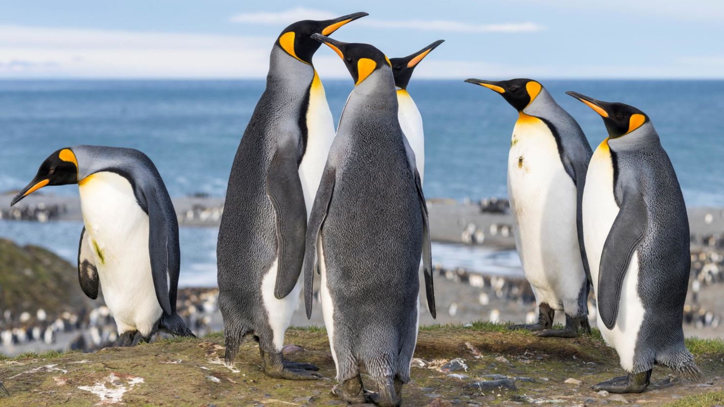 King Penguins on the island of South Georgia in St Andrews Bay.