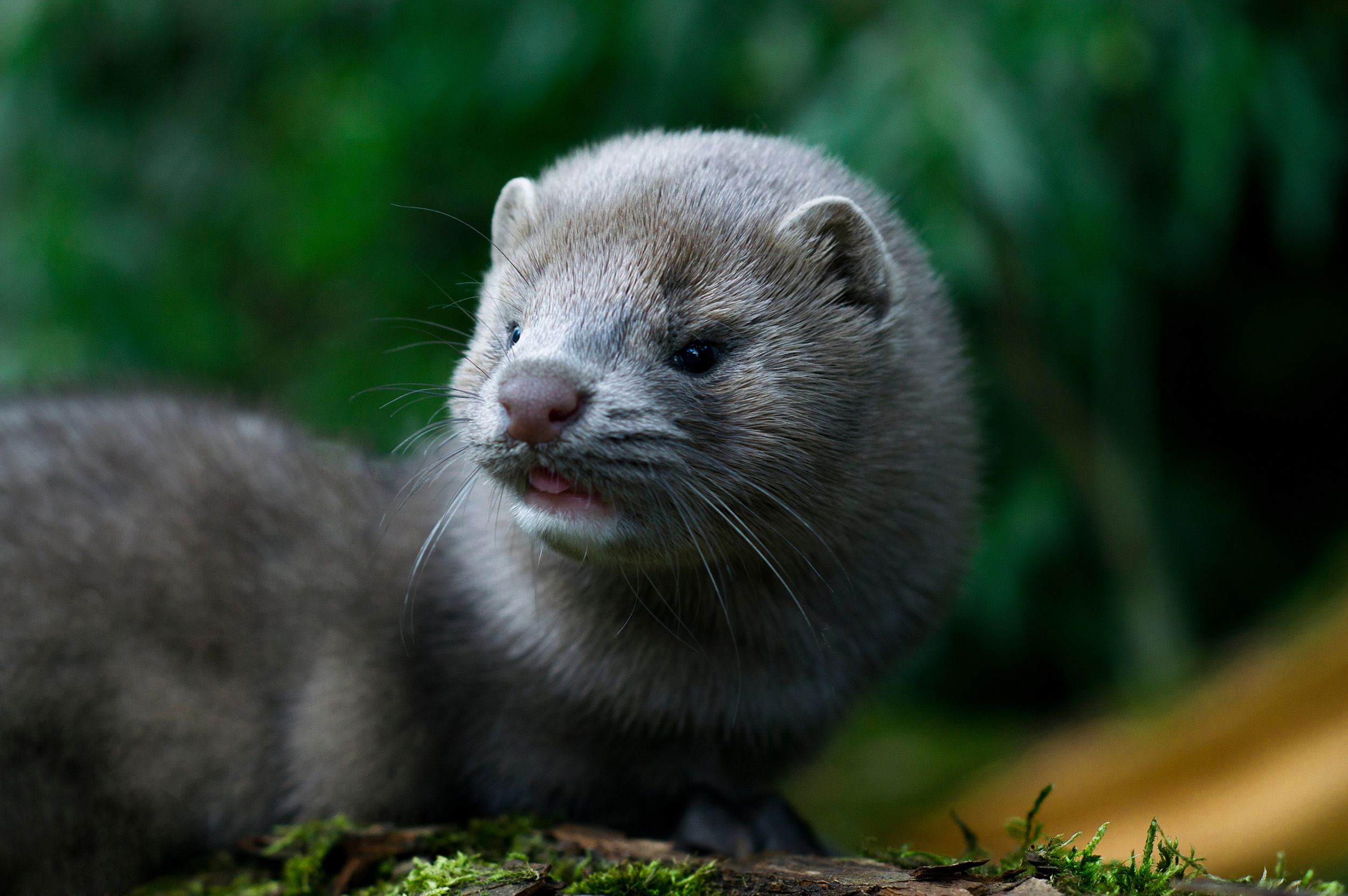 A mink may have infected a human with Covid-19, Dutch authorities believe | CNN