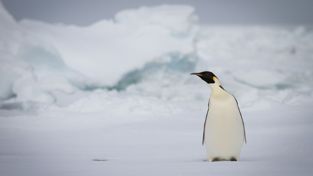 The penguins in Antarctica, known as emperor penguins, are, on average, 45 inches tall.