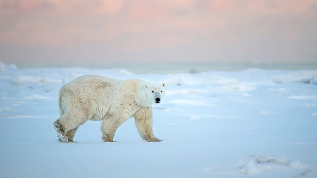 <strong>Polar bears:</strong> The bears have webbed feet and are considered marine mammals. They've been listed under the US Endangered Species Act as threatened because of predicted climate change since 2008.