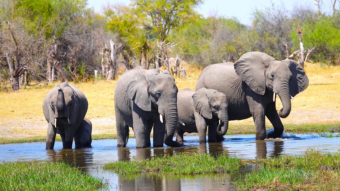 <strong>African elephants: </strong>Botswana is home to the largest number of elephants in the world with a population of 130,000, making it the best place to see African elephants.