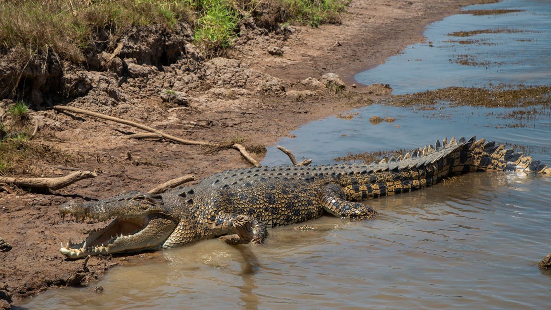 <strong>Saltwater crocodiles: </strong>The largest population of wild these creatures can be found in Australia in Kakadu National Park and Nitmiluk National Park.