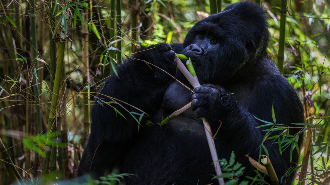 <strong>Gorillas: </strong>Critically endangered eastern gorillas are the largest living ape and primates on the planet.