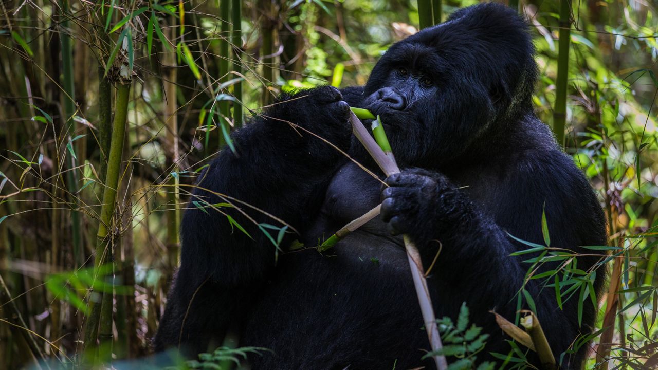 Eastern gorillas can weigh more than 450 pounds.