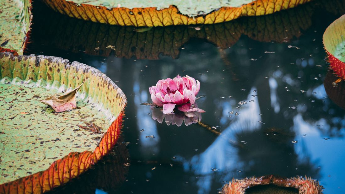 <strong>Giant water lilies: </strong>Found in Guyana, these lily pads grow up to 10 feet in diameter and hold 110 pounds. 
