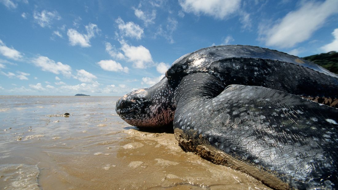<strong>Leatherback sea turtle:</strong> These turtles migrate up to 10,000 miles a year to search for food and nesting grounds. Nesting season is when you're most likely to see them. 