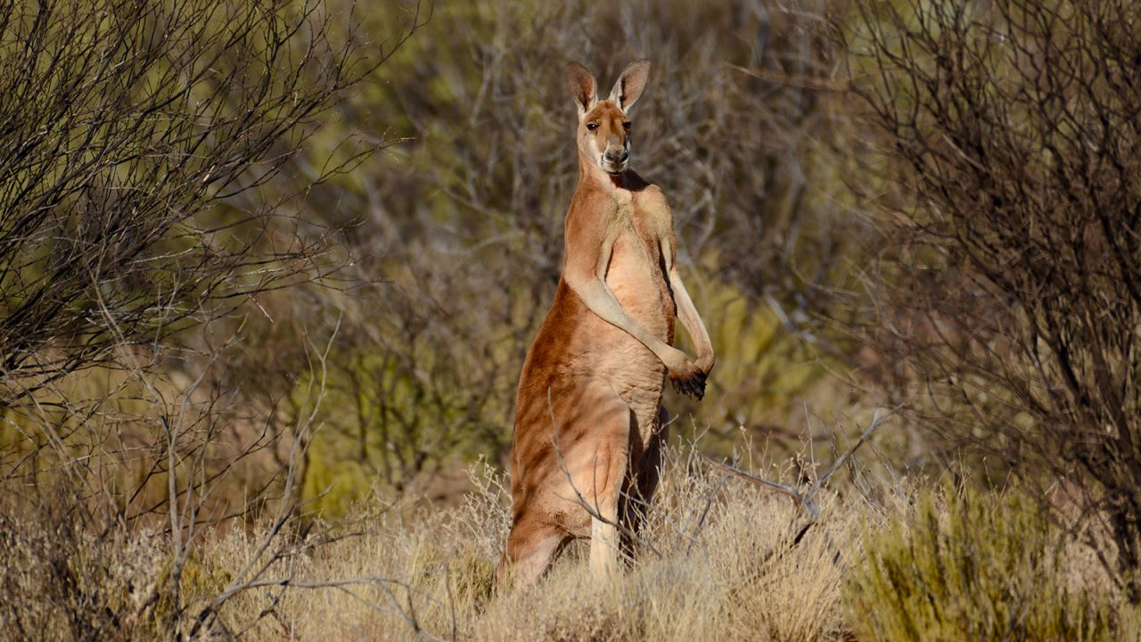 Guided tours in the Australian Outback can provide opportunities to catch these leaping kangaroos in action.