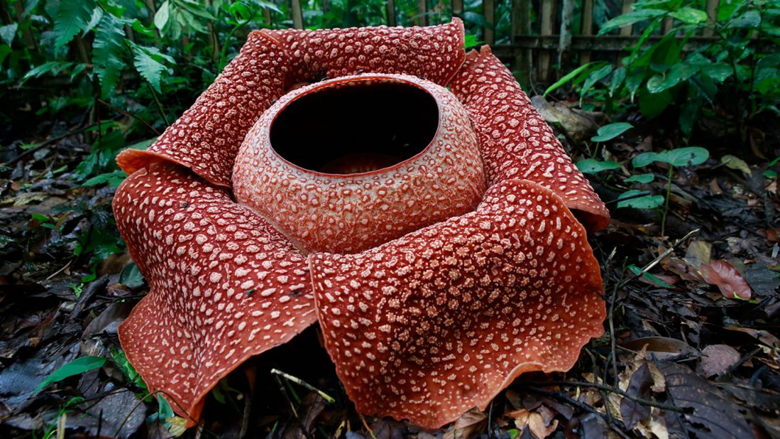 <strong>Rafflesias: </strong>This flower is native to the rainforest of Sumatra, Indonesia. They can also be found in Thailand, the Philippines and Malaysia. 
