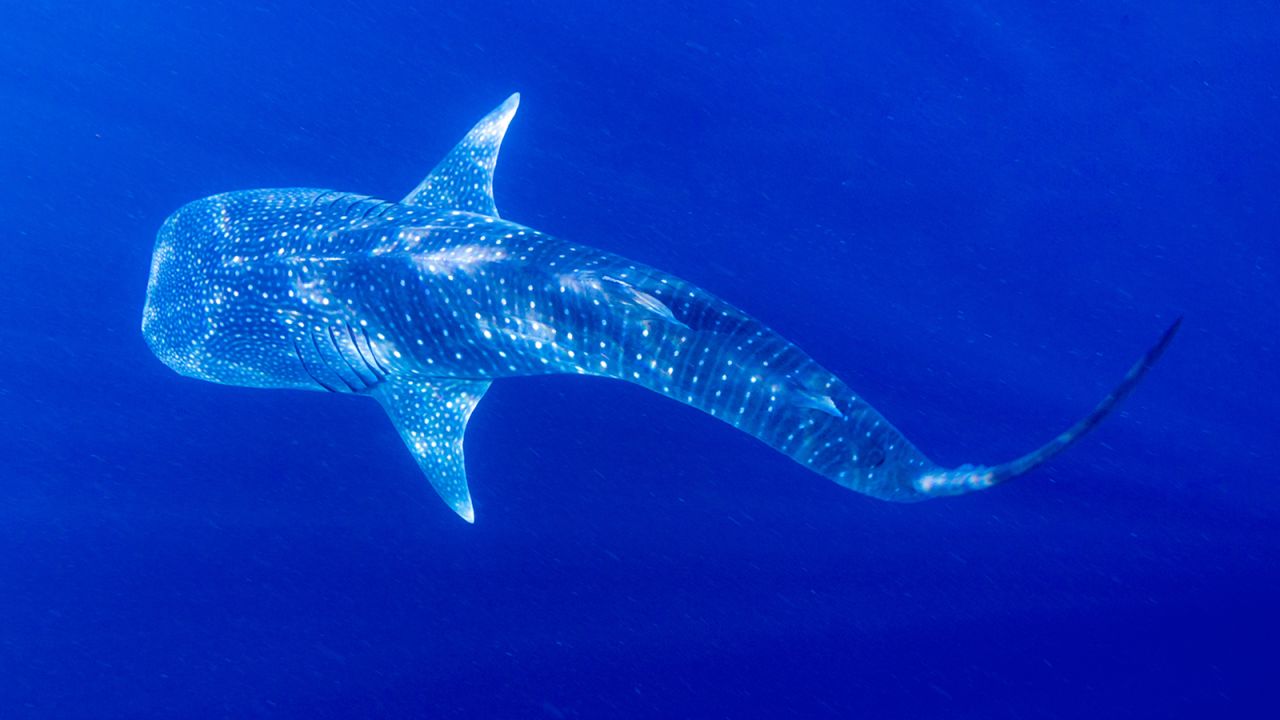 In spite of the formidable-sounding name, the whale shark poses no threat to humans.