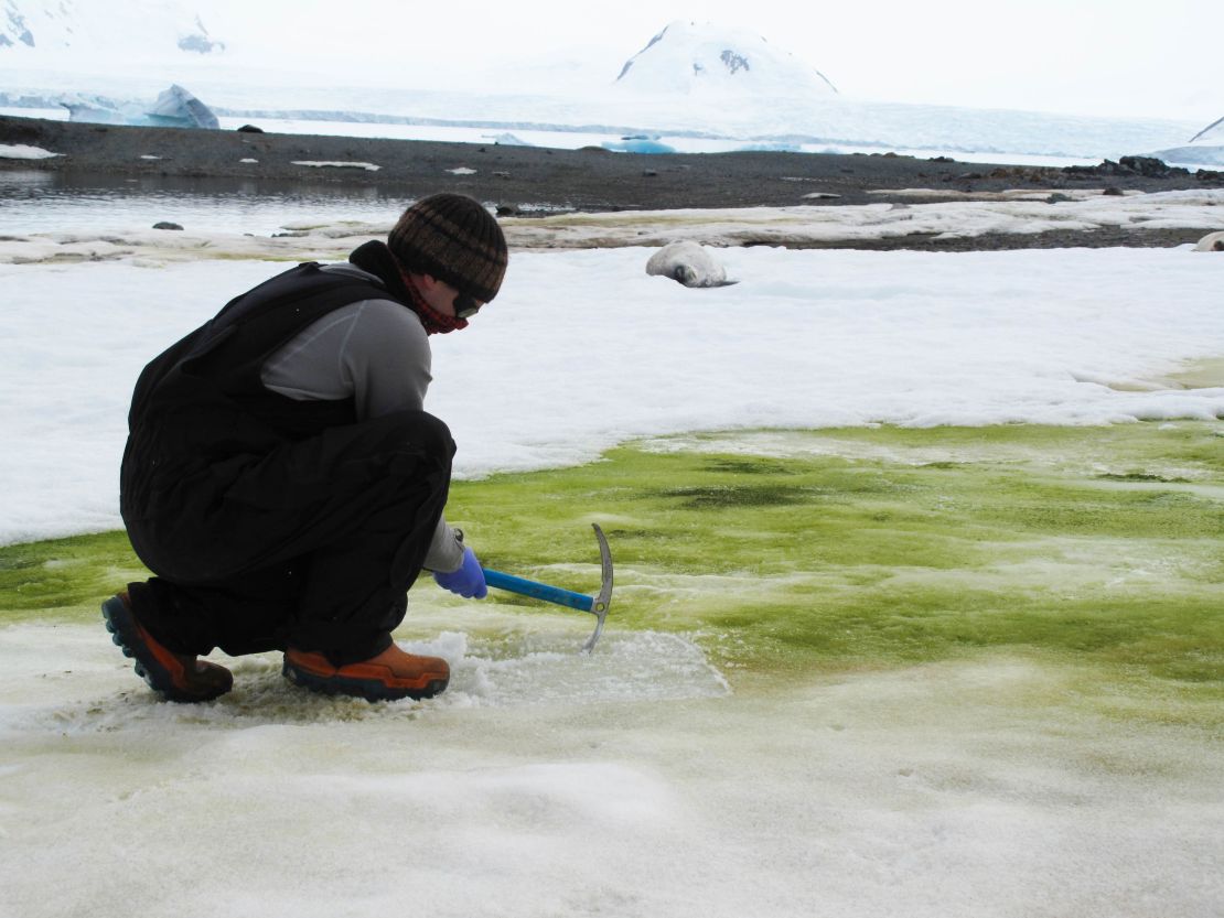 Researcher Matt Davey samples snow algae at Lagoon Island, Antarctica, in 2018.
