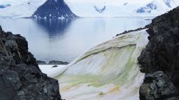 Multi-coloured snow algae is seen on Anchorage Island, Antarctica, in 2018. 
