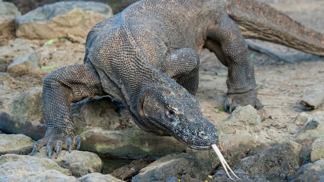 <strong>Komodo dragons:</strong> The endangered lizards (lthe largest lizard species still roaming the Earth) live in Indonesia, and can be seen only at Komodo National Park.