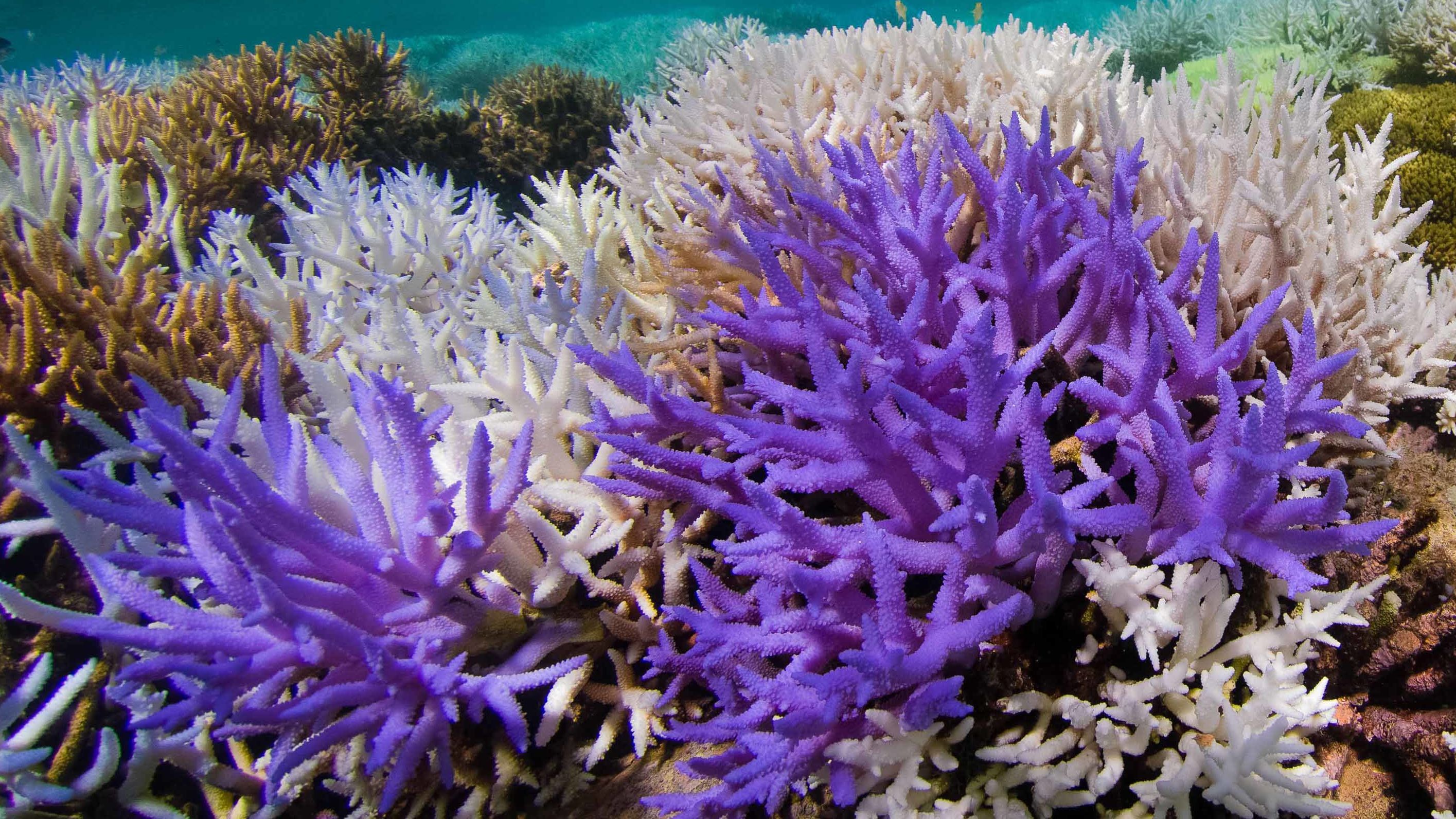 Acropora corals experienced colorful bleaching in the New Caledonian barrier reef, located in New Caledonia in the South Pacific, in 2016.