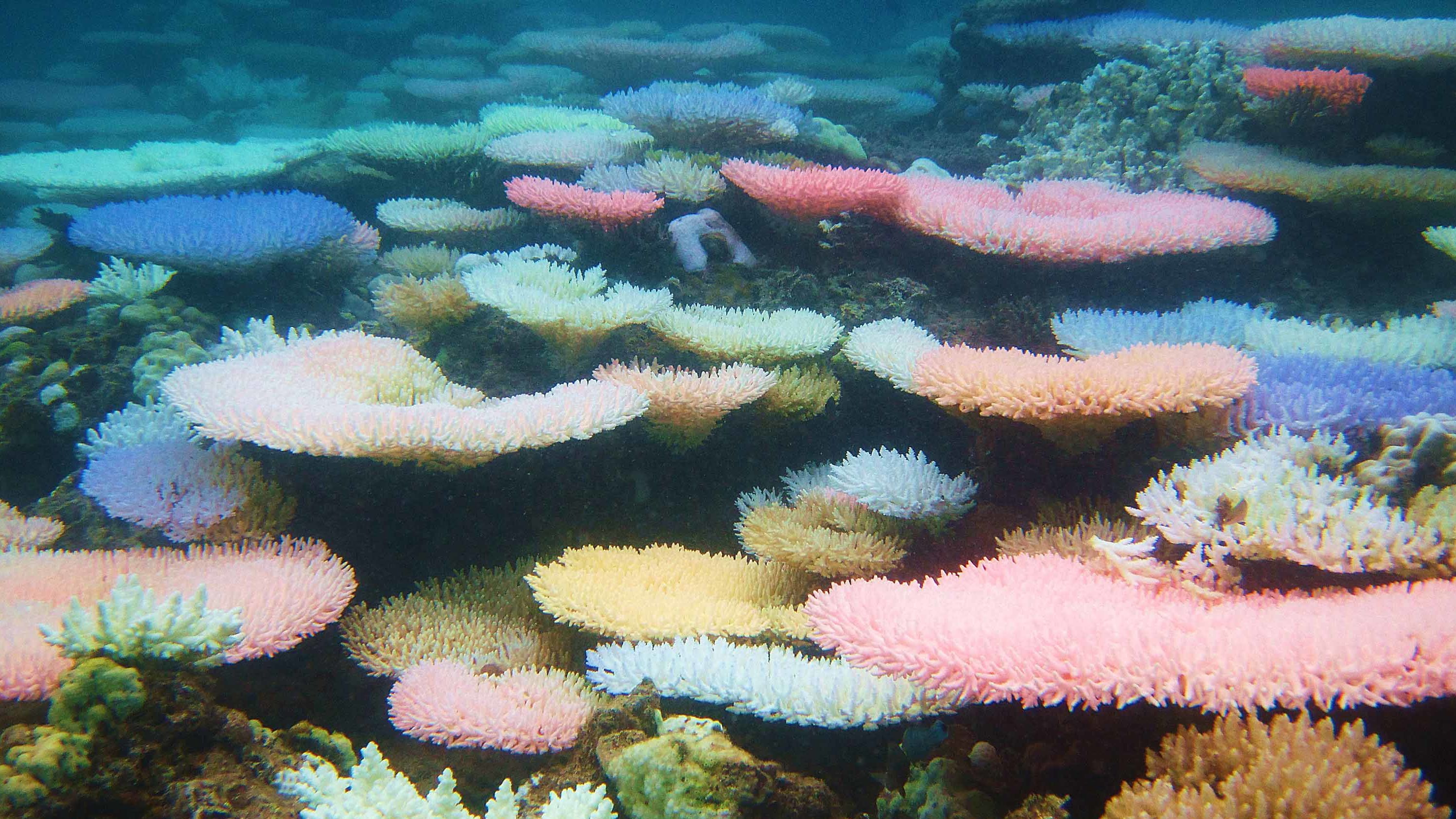 Acropora corals experienced colorful bleaching in 2010 off the coast of the Philippines.