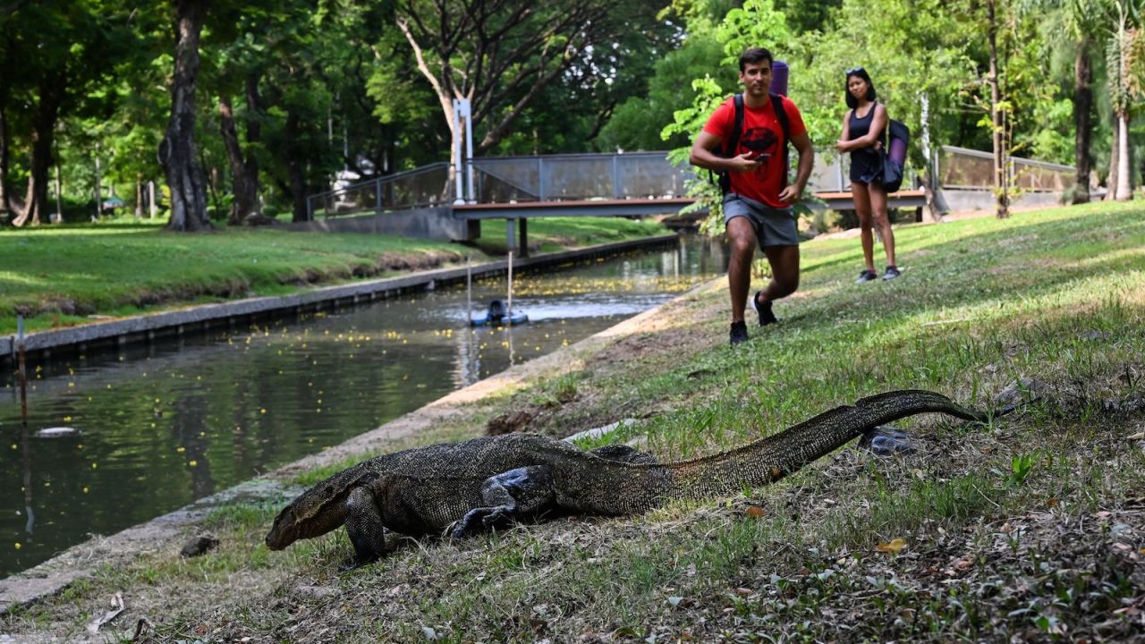 <strong>Lumpini Park: </strong>Visitors look at a monitor lizard crawling towards a canal in Lumpini Park in Bangkok on May 17, 2020. 