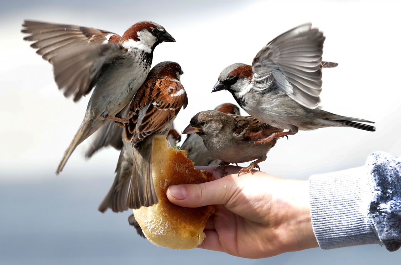 A boy feeds sparrows in front of a bakery at the Brandenburg Gate in Berlin on Friday, May 15.