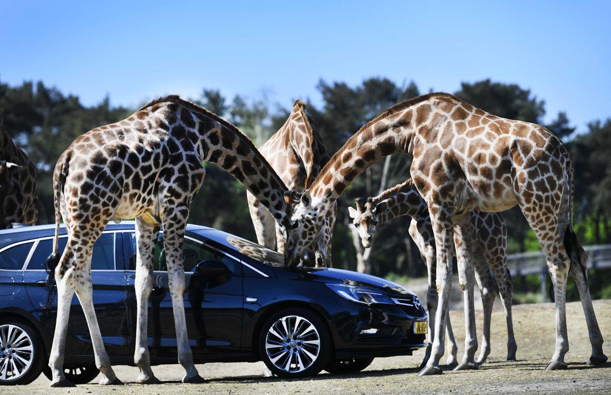 Giraffes approach a vehicle at Safaripark Beekse Bergen, a zoo that had just reopened in Hilvarenbeek, Netherlands, on Friday, May 15. 