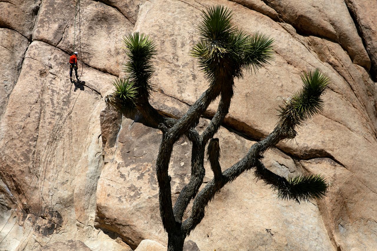 A climber descends a rock face at Joshua Tree National Park on Tuesday, May 19. The California park reopened this week after a lengthy closure.