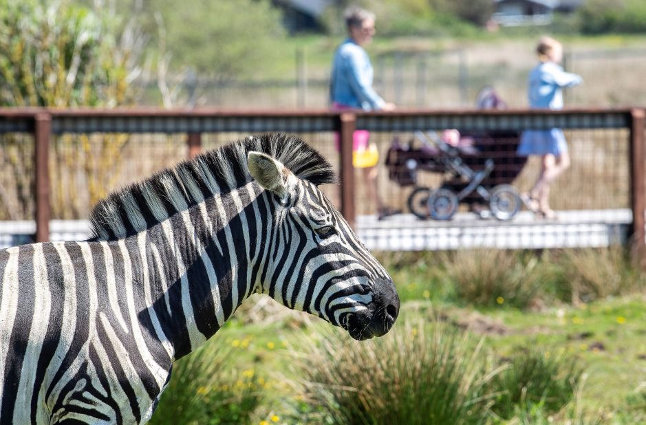 People visit the reopened Blaavand Zoo in Denmark on May 21.