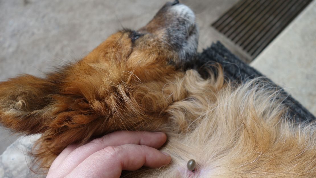 Have a plan in place to safeguard your companion dog from tick-borne diseases.