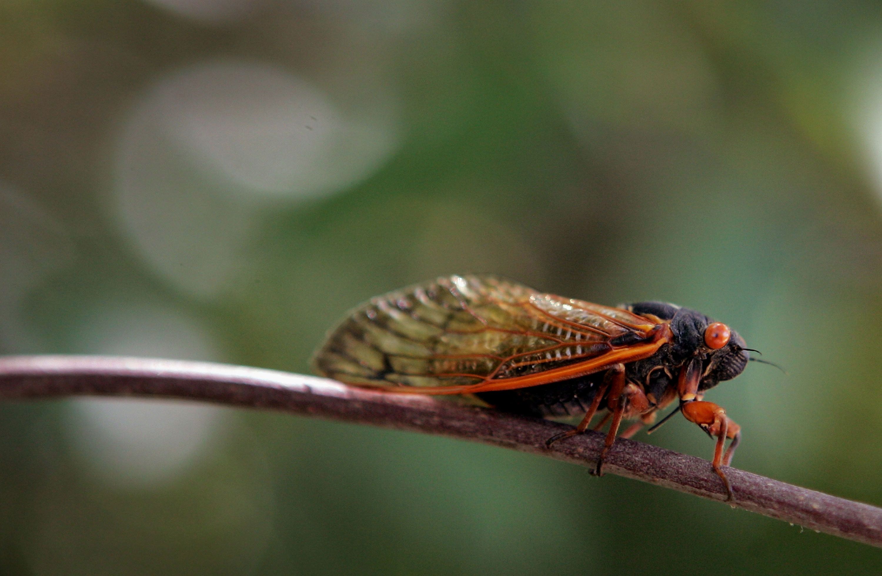 Brood XIII and Brood XIX: What to expect from 2024's rare double brood  emergence of cicadas