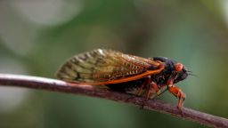 A cicada sits on a twig in a forest preserve June 11, 2007 in Willow Springs, Illinois. The cicada is one of millions in the area that have emerged from the ground and taken to the trees during the past couple of weeks, part of a 17-year hatch cycle.  (Photo by Scott Olson/Getty Images)