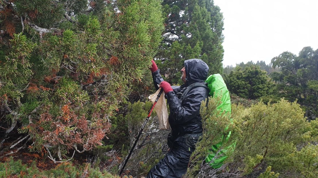 Botanist James Wood is on a mission to collect rare pencil pine seeds. 