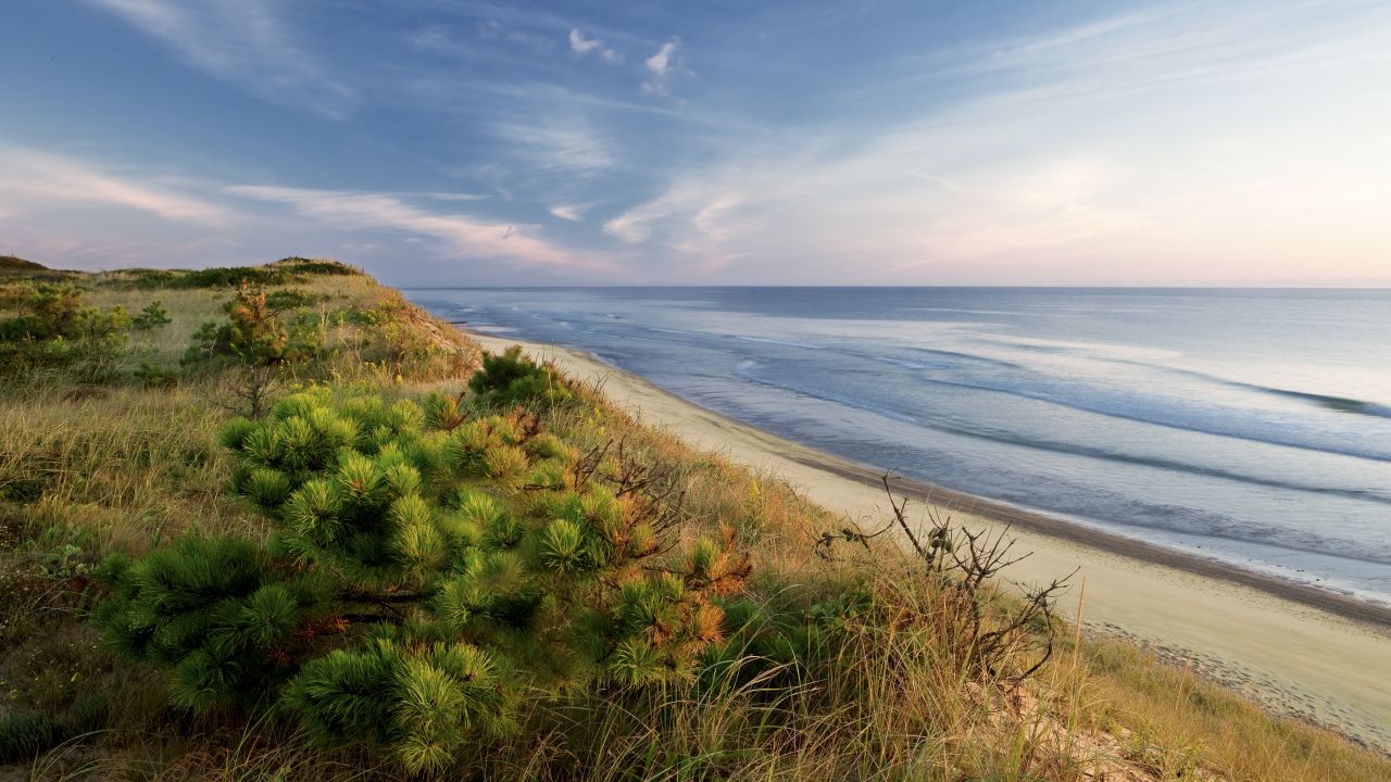 Dune's edge, pitch pine, Marconi beach, wellfleet, Cape Cod national seashore.