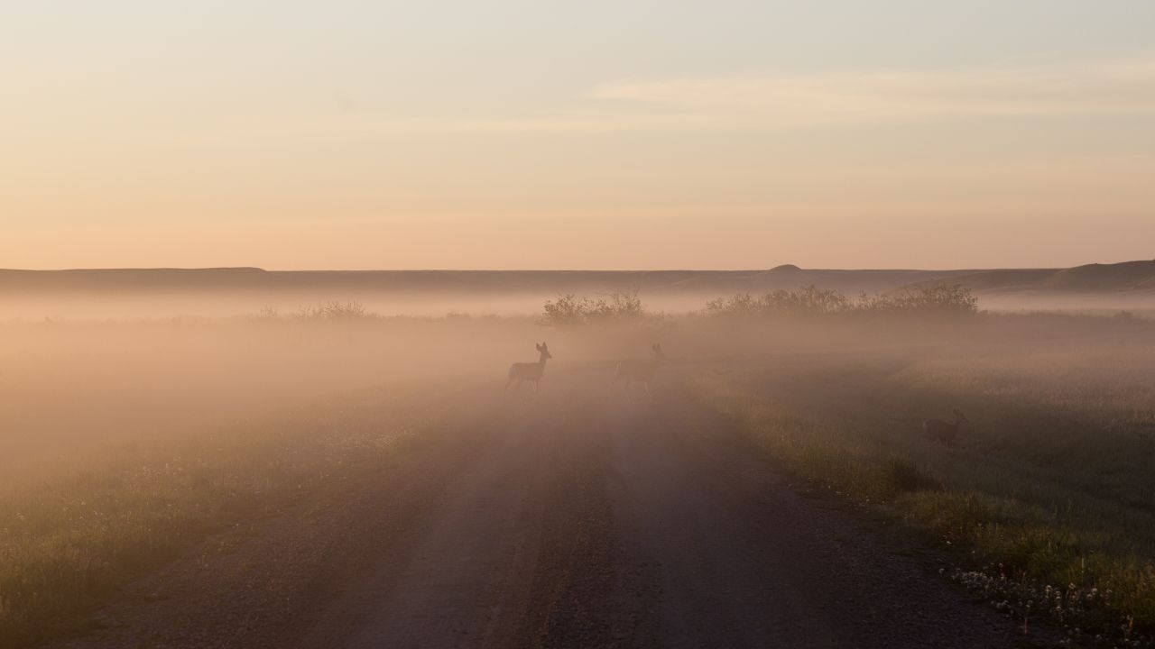 A few deer cross a dirt road in Grasslands National Park, Saskatchewan, Canada.