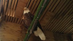 pennsylvania bald eagle lead poisoning trnd