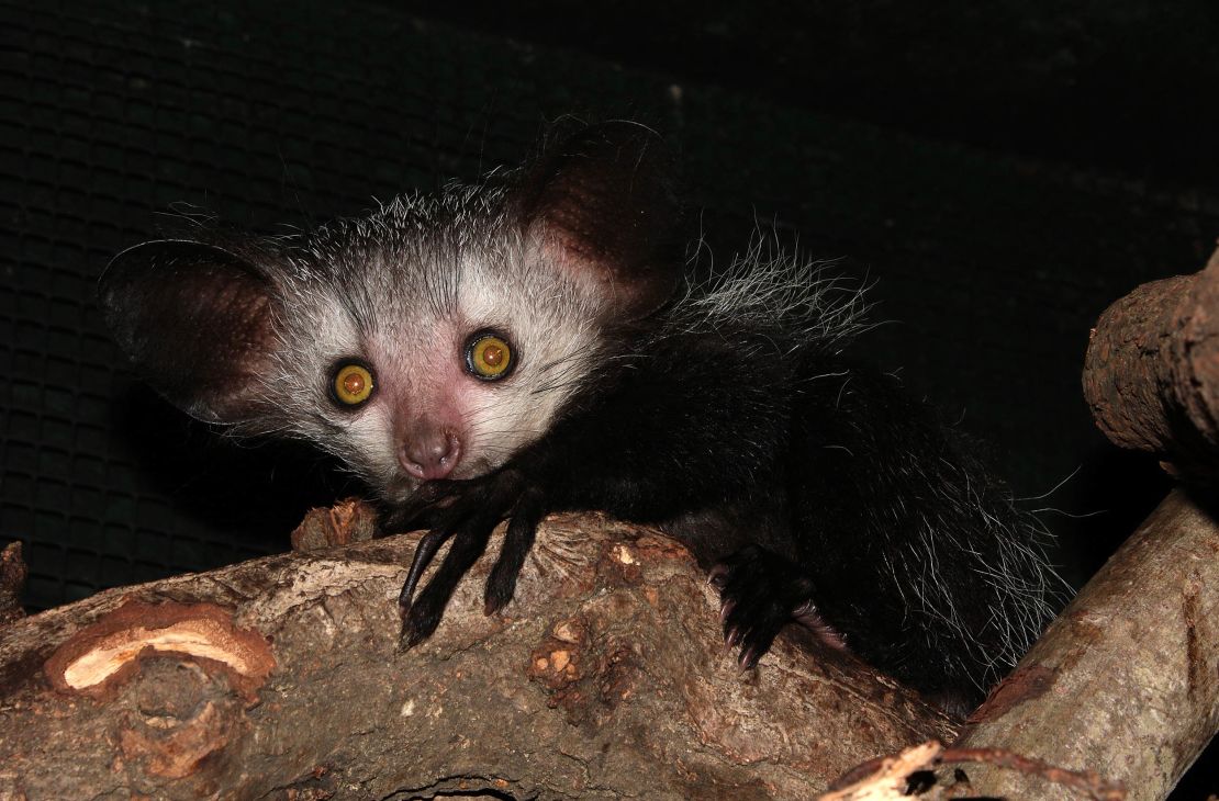 "Evolutionary distinct" species like the Aye-Aye lemur, could be lost to extinction, researchers warn.