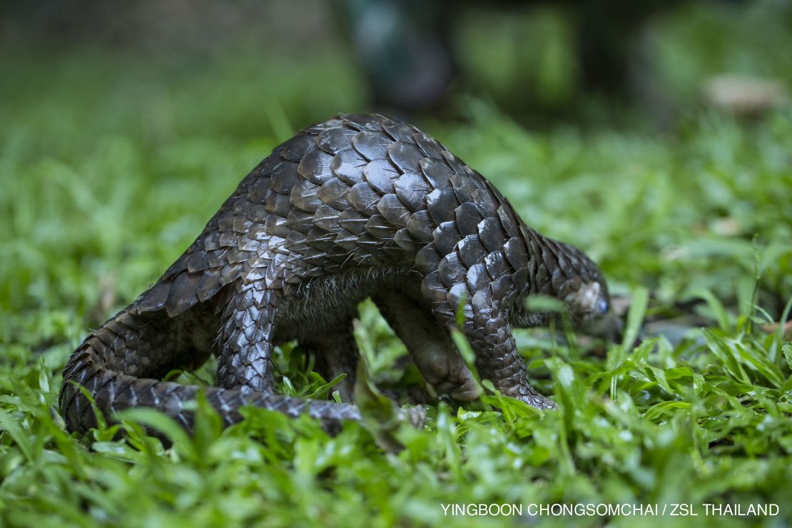 Pangolins are under threat.