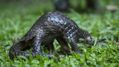 Pangolins are under threat. 
