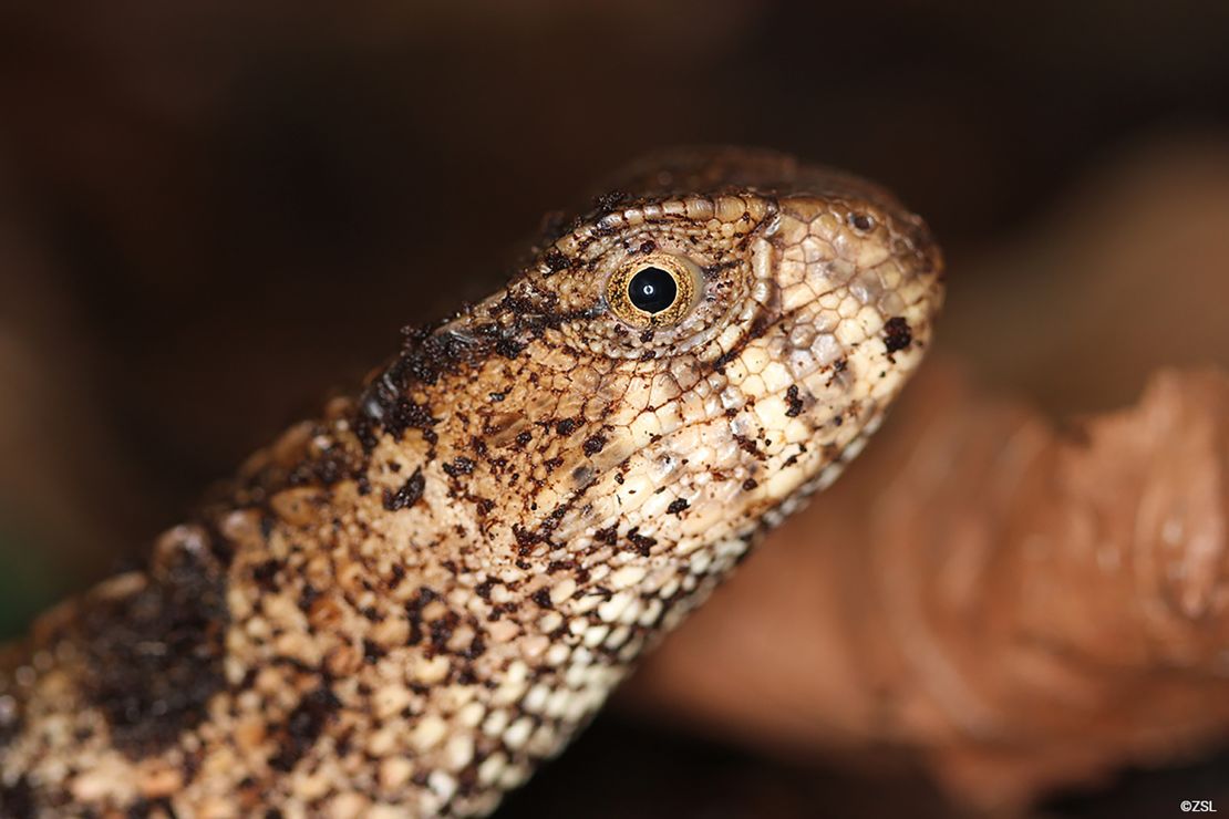 Experts fear the loss of unique creatures, like the Chinese crocodile lizard -- shinisaurus crocodilurus -- pictured. 