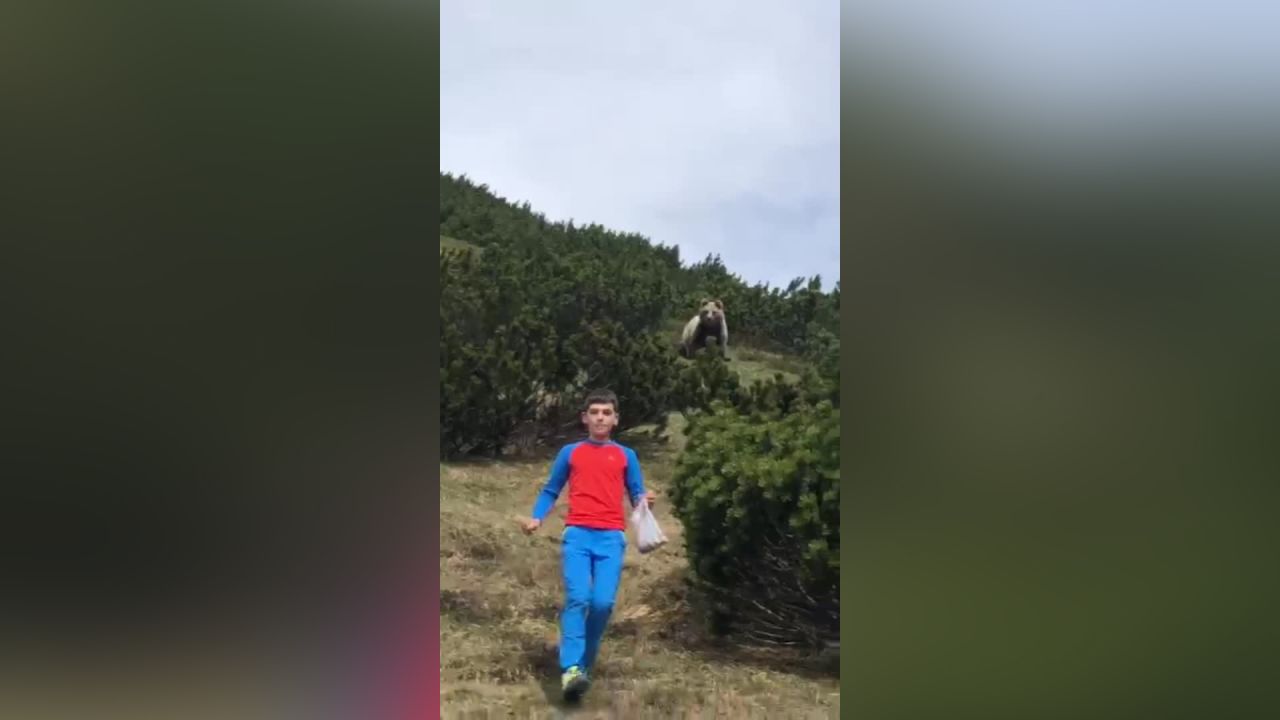 The family thinks the bear could have been disturbed by the boy who was collecting pine cones from the nearby bushes.