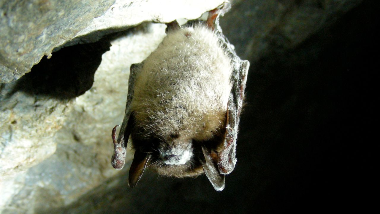 White-nose syndrome has led to significant declines in bat populations in the Northeast.