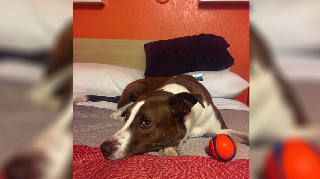 Motel 6 -- dogs stay for free.