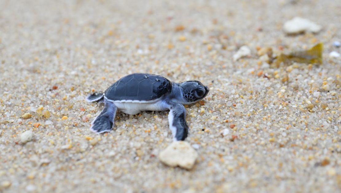 More than 200 baby green turtles hatched at Koh Samui's Banyan Tree resort in April.