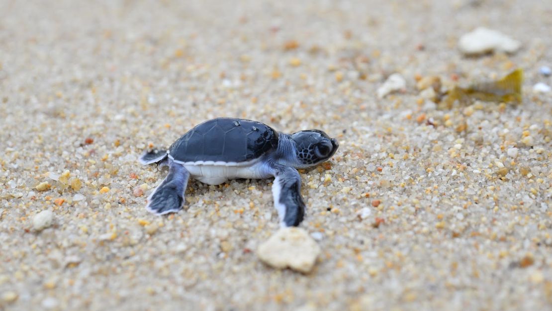 More than 200 baby green turtles hatched at Koh Samui's Banyan Tree resort in April.  