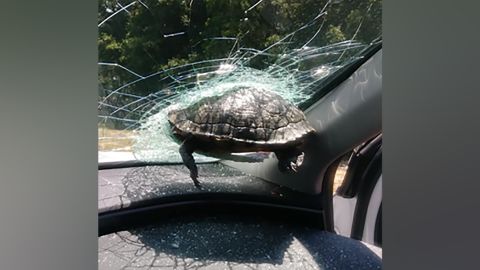 The turtle died after crashing into the windshield of a car