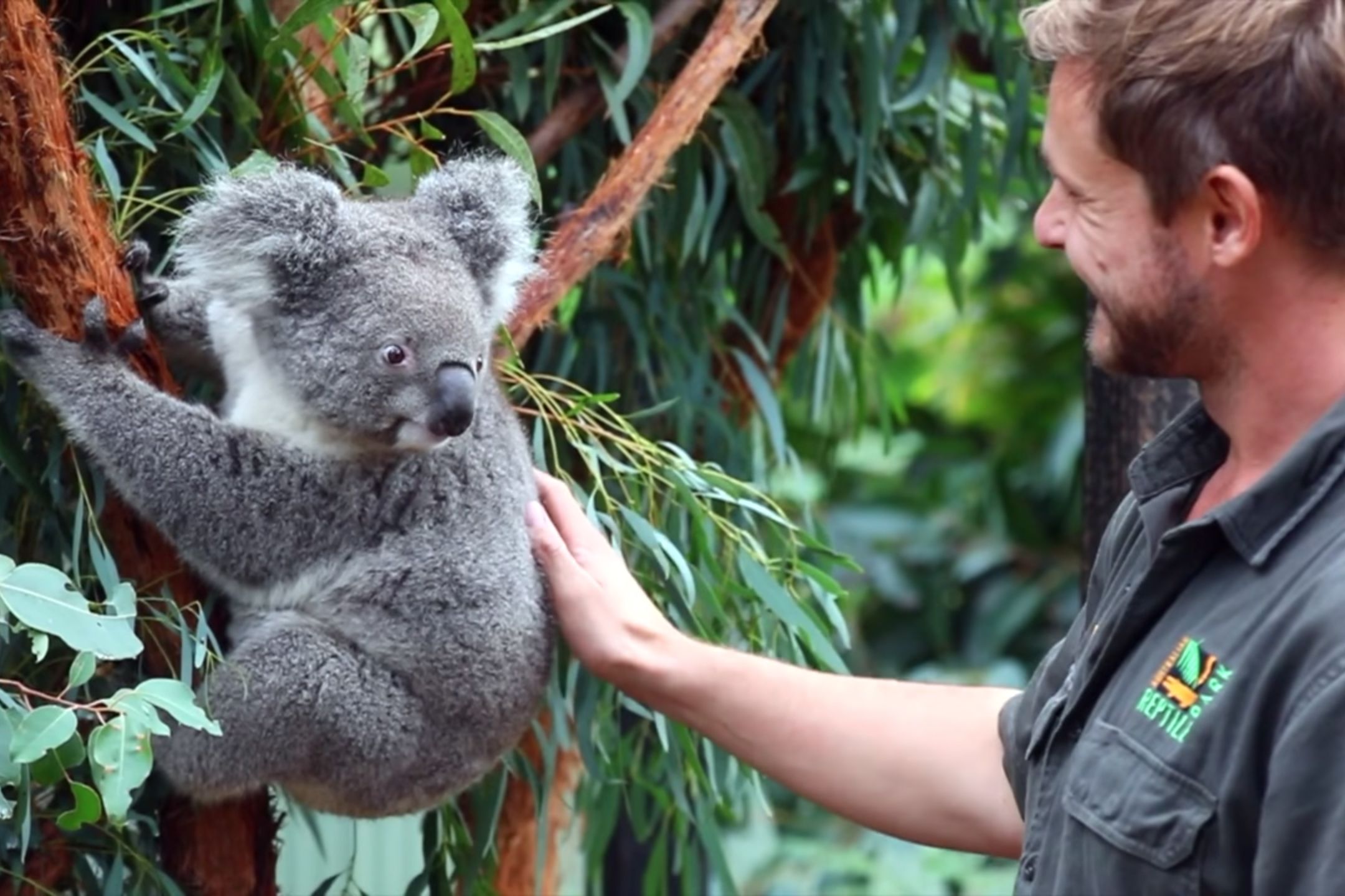 Absoluut Aan het leren Dakloos Baby koala born in Australian wildlife park; first since the devastating  New South Wales bushfires | CNN