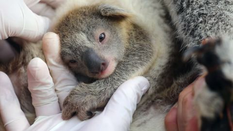 03 australian reptile park baby koala scli intl SCREENGRAB