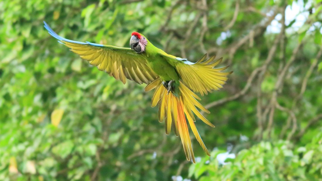 Costa Rica's lush rainforests are home to hundreds of rare species. Endangered great green macaws, with wingspans of up to 90 centimeters, raucously fly through the canopies. 