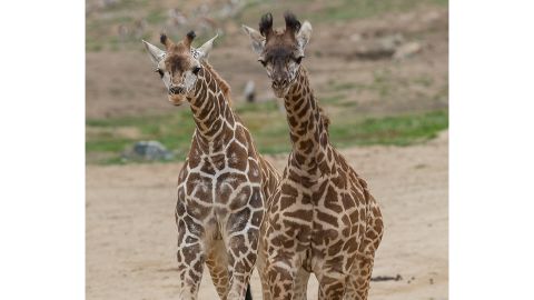 San Diego Zoo