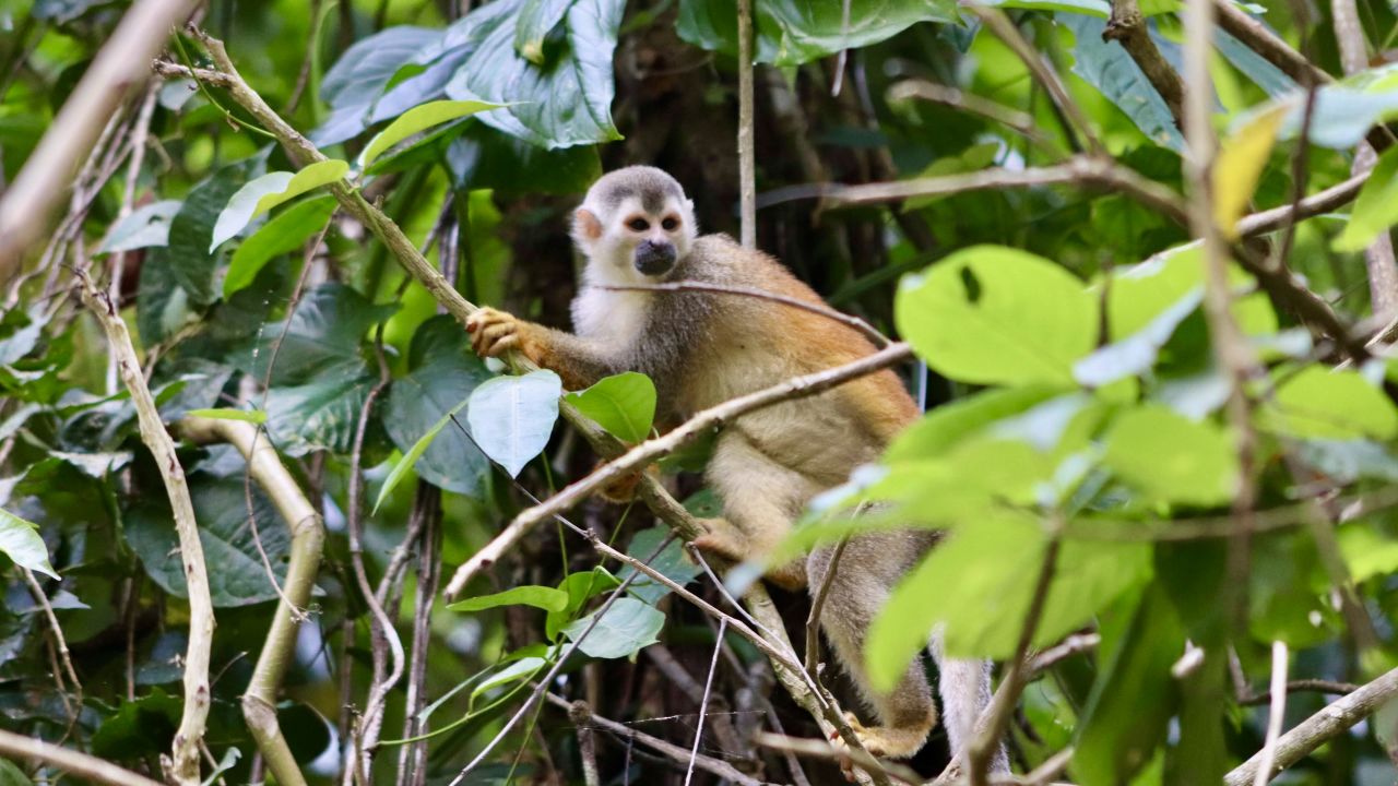 Here they are likely to see a Central American squirrel monkey, with its distinctive orange markings -- a flash along its back and goggle-like circles around its eyes.