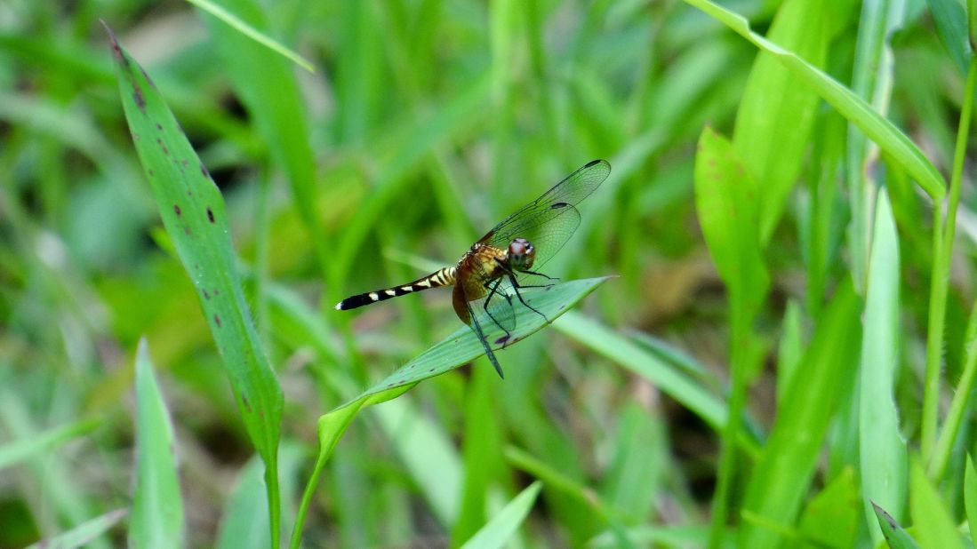 Beneath the sheltered canopies, dragonflies flutter from leaf to leaf. 